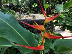04B Bird of paradise plant in the Sunken Garden in Royal Botanical Hope Gardens Kingston Jamaica